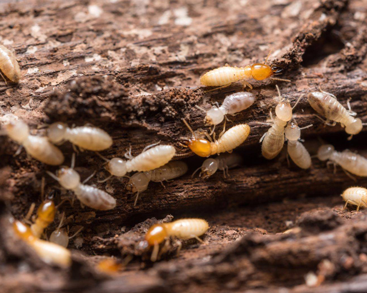 1- TERMITES